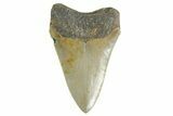 Serrated, Fossil Megalodon Tooth - North Carolina #355717-1